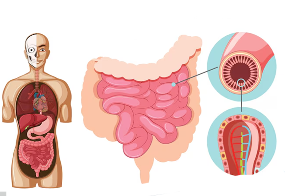 GI Motility Disorders